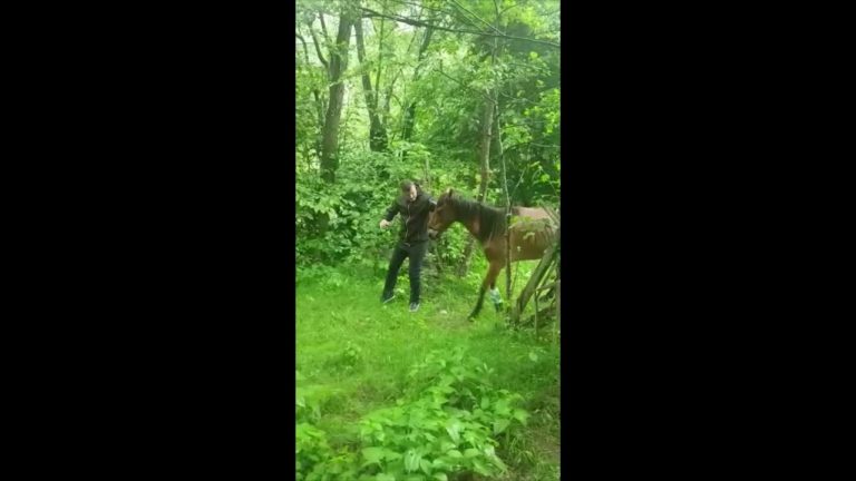 (VIDEO) Vâlcea: Cal abandonat pe un câmp, salvat de poliția animalelor