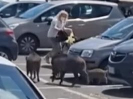 Femeie atacată de o turmă de mistreți, în parcarea unui supermarket