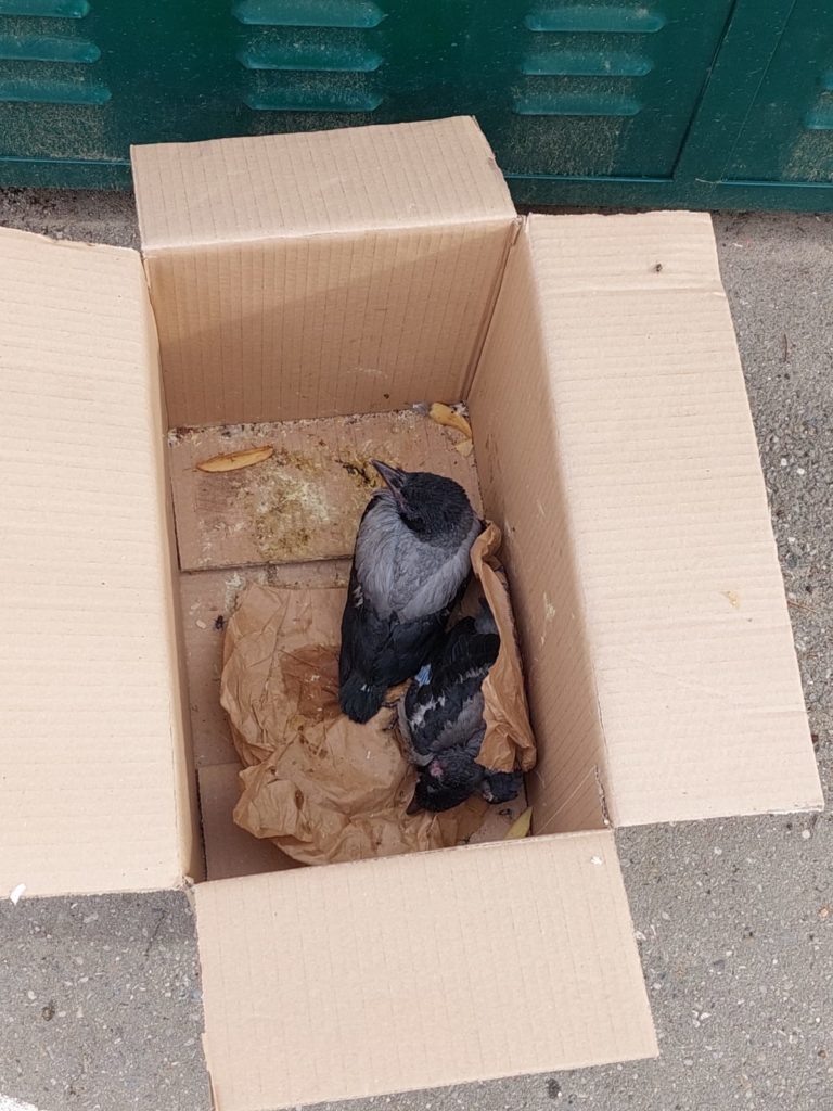 Vâlcea: Polițiștii au intervenit pentru salvarea și ocrotirea animalelor