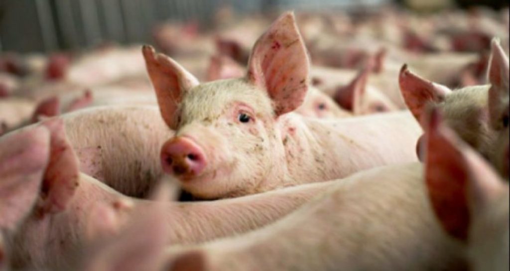 350 de focare active de pestă porcină africană, în România