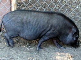 Toți porcii de la Grădina Zoologică din Craiova vor fi eutanasiați