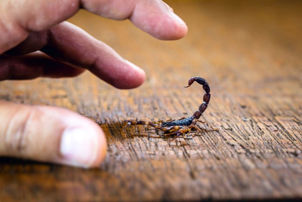 Angajata unui supermarket, înțepată de un scorpion care era într-o ladă de căpşuni