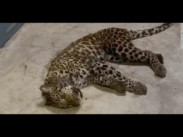 (VIDEO) Trei leoparzi au scăpat de la o grădină zoologică din China, iar unul este încă liber