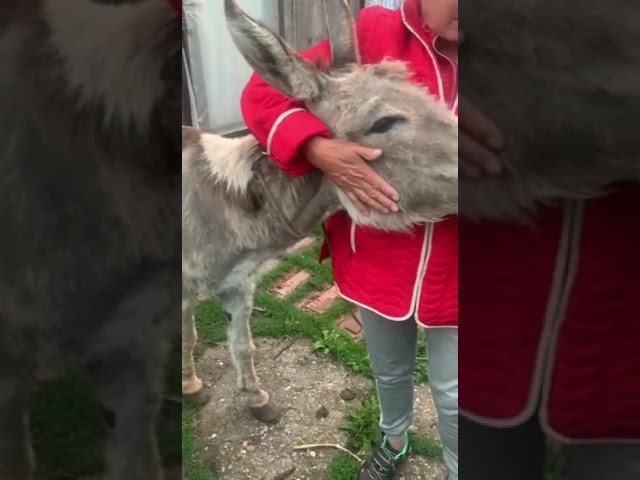 Dolj: Măgăruș fără stăpân, plasat de poliţişti într-un adăpost pentru animale