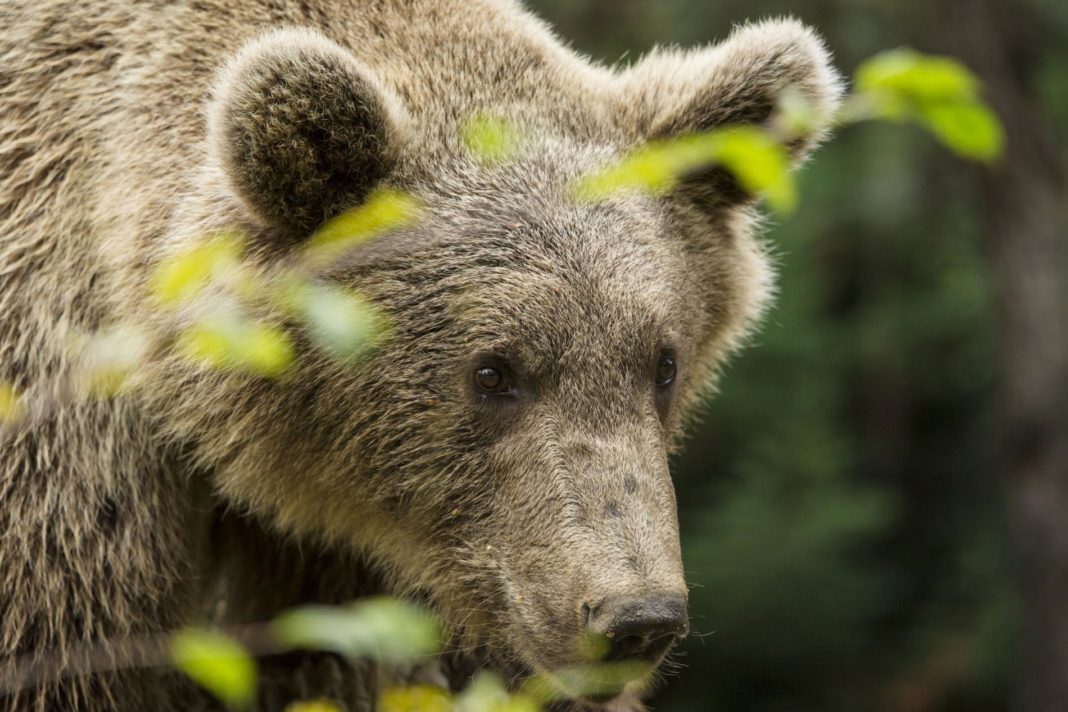 Asociația care a organizat vânarea ursului Arthur reclamă presa la CNA