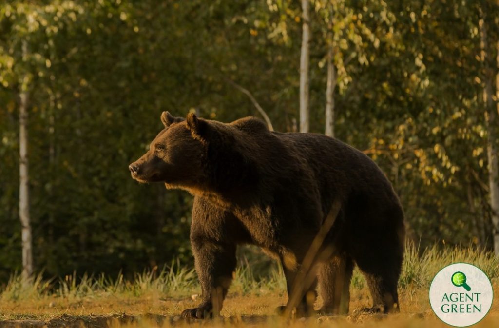 Arthur, cel mai mare urs din România, a fost împușcat de un prinț austriac