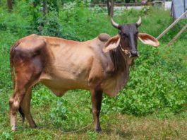 Thailanda oferă vaci ca stimulent pentru vaccinare