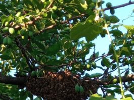 Craiova: Roi de albine, salvat de jandarmi