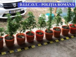 În urma perchezițiilor domiciliare, au fost descoperite și ridicate 10 ghivece cu plante de cannabis, precum și 53 de plante de cannabis, de aproximativ 5 kilograme.