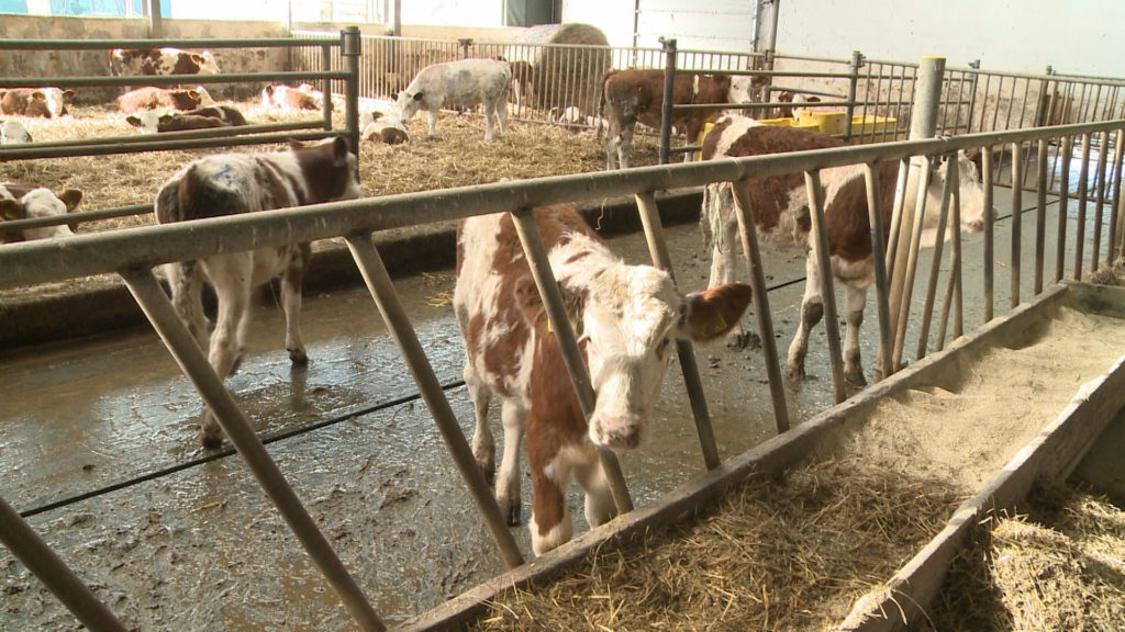 Crescătorii de bovine pot depune cererile pentru ajutorul de stat