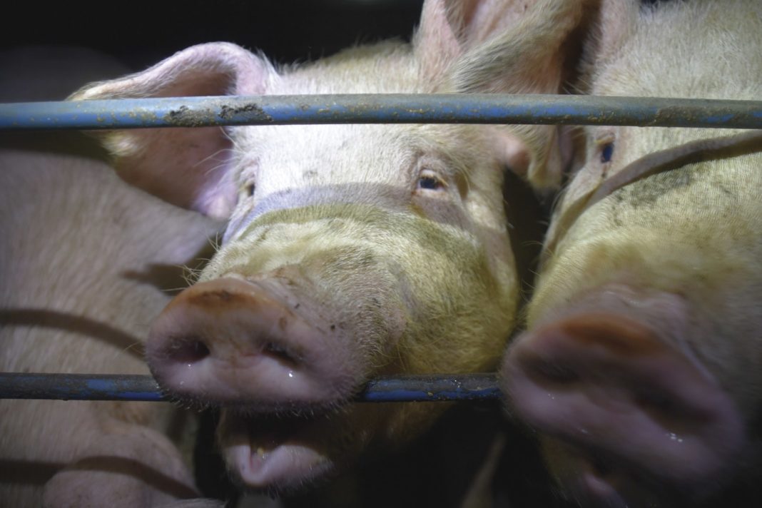 CE va interzice cuștile pentru animalele din ferme