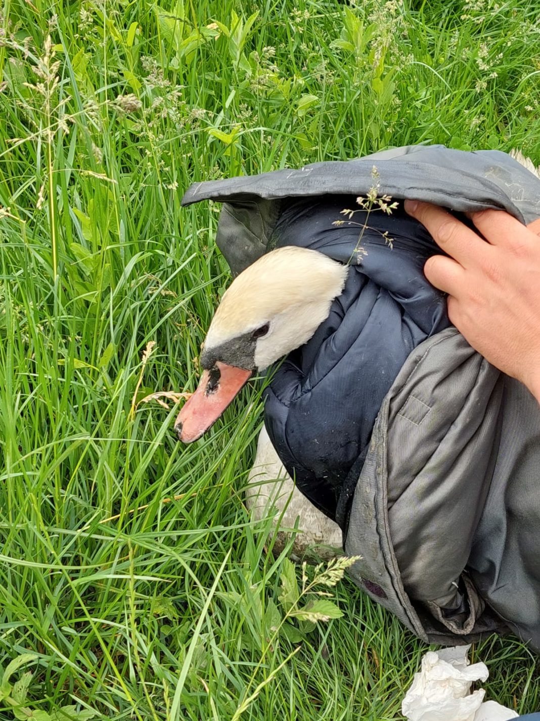O lebădă rănită a fost salvată, ieri, polițiști vâlceni, după ce un pescar din Bujoreni a văzut-o pe râul Olt
