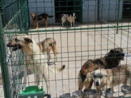 Gorj: IPJ face anchetă după uciderea a 10 câini la adăpostul din Motru