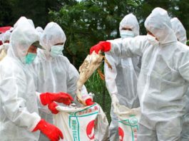 Primul caz de infecție cu o tulpină a gripei aviare la om, raportat în China