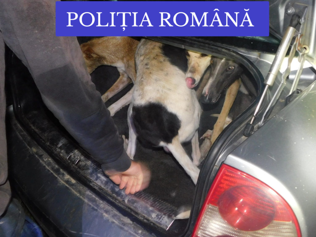 Gorj: Bărbați bănuiți de braconaj, prinși în flagrant