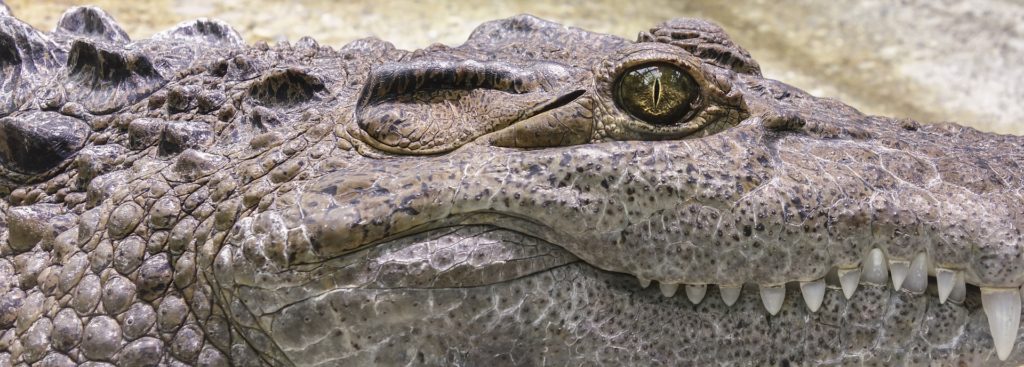 Un bărbat care obișnuia să hrănească crocodili a sfârșit ucis de ei