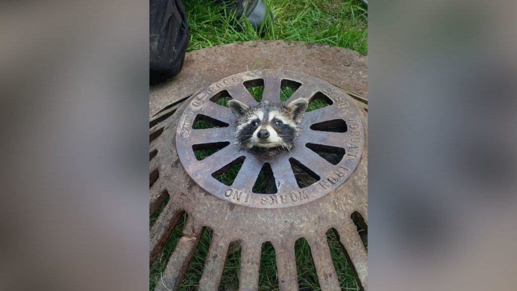 Un pui de raton blocat în capacul de canalizare, eliberat de pompieri