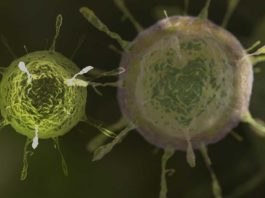Lambda, o nouă tulpină de coronavirus care se răspândeşte în America Latină