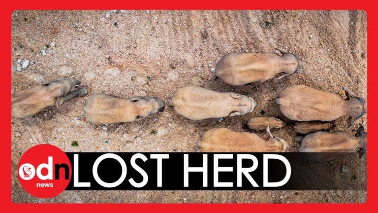 (VIDEO) O turmă de elefanţi evadaţi dintr-o rezervaţie se plimbă prin China