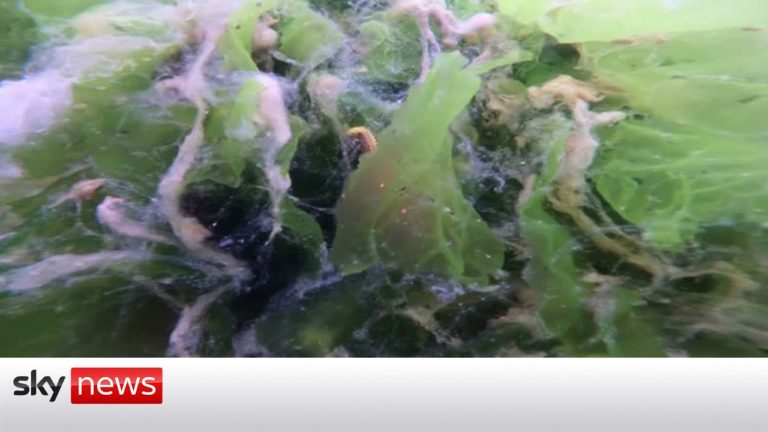 (VIDEO) Mucilagiu marin în Marea Marmara