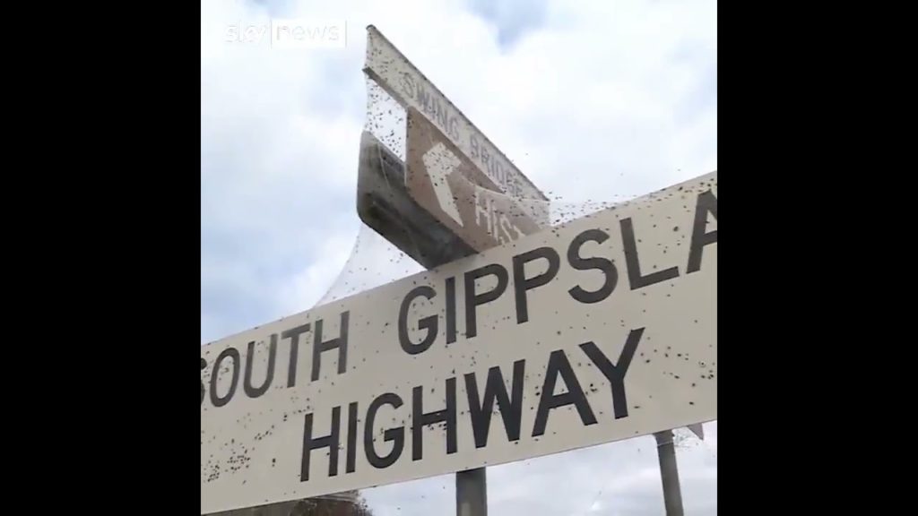(VIDEO) Regiuni întregi din Australia, acoperite de pânze de păianjen uriașe