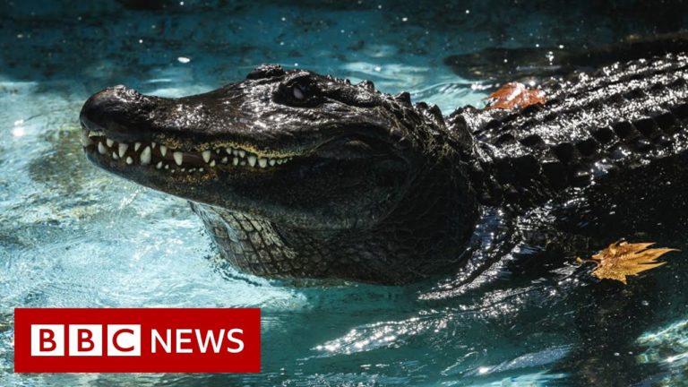 (VIDEO) Muja, cel mai bătrân aligator, a împlinit 85 de ani