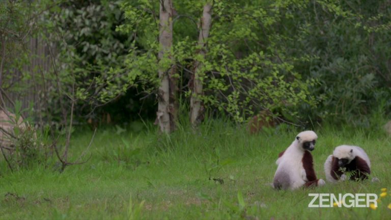 (VIDEO) Pereche de lemurieni dintr-o specie rară, într-o grădină zoo din Germania