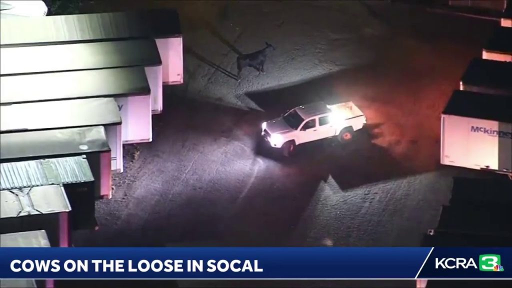 (VIDEO) 40 de vaci agresive au scăpat dintr-un abator din apropiere de Los Angeles