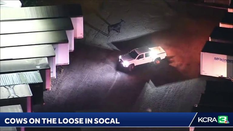 (VIDEO) 40 de vaci agresive au scăpat dintr-un abator din apropiere de Los Angeles