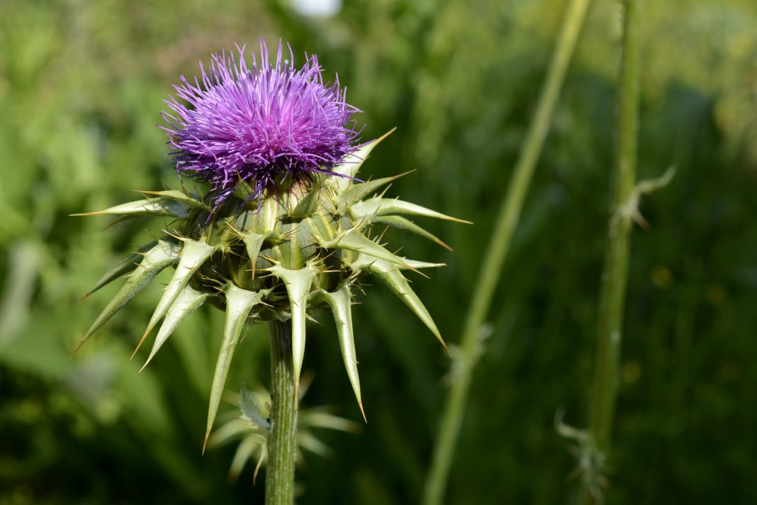 milk-thistle-2383849_1920