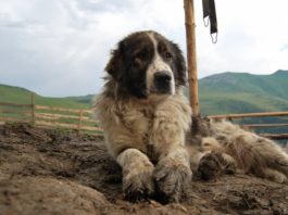 Bărbat găsit mort pe un câmp din județul Cluj. Câinii săi i-au păzit cadavrul ore întregi