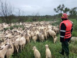 Pompierii au salvat un cioban și 800 de oi de pe un islaz înconjurat de ape