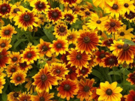 Rudbeckia, o floare spectaculoasă şi uşor de îngrijit