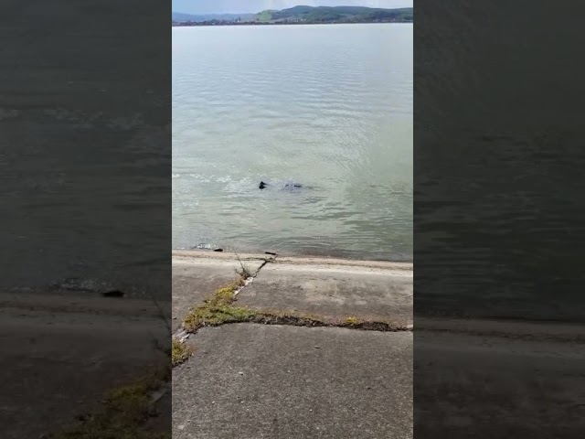 (VIDEO) Vâlceanul dispărut în lacul de la Stupărei, găsit înecat