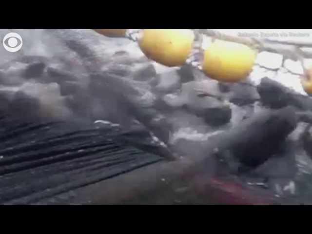 (VIDEO) Toată lumea la bord! Zeci de lei de mare urcă pe un vas de pescuit pentru a scăpa de atacul orcilor