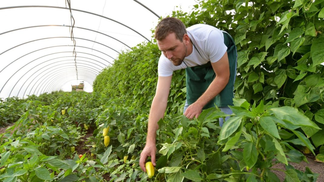 Ajutor nerambursabil de până la 50.000 de euro pentru tinerii fermieri ce revin din străinătate