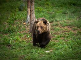 Cinci urşi din trei judeţe, împuşcaţi cu aprobarea ministrului Mediului