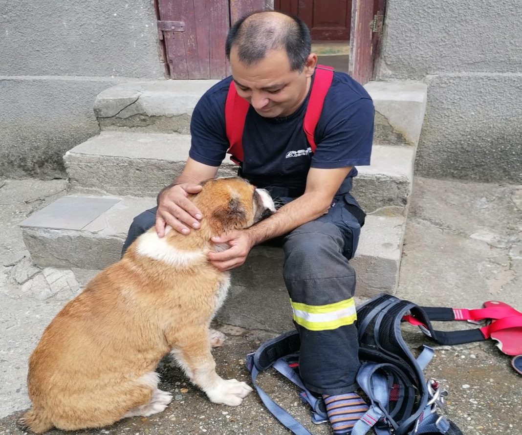 Câine salvat dintr-o fântână de 15 metri de pompierii mehedințeni