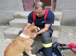 Câine salvat dintr-o fântână de 15 metri de pompierii mehedințeni
