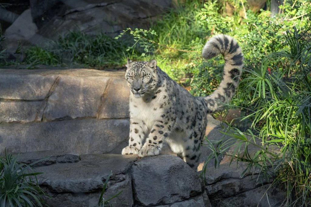Un leopard de zăpadă, diagnosticat cu Covid-19