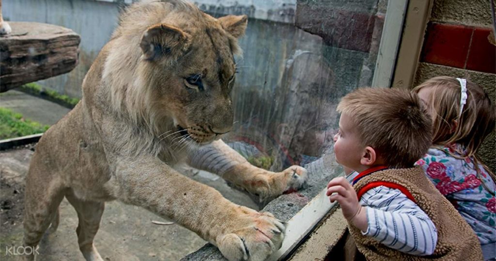 O grădină zoologică din SUA își vaccinează animalele anti Covid