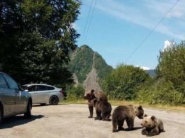 Un turist care hrănea urşii într-o parcare de pe Transfăgărăşan, amendat de jandarmi