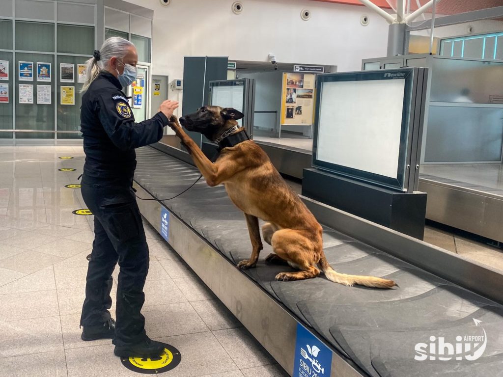 Câini care pot depista infecția cu Covid-19, folosiți, în premieră, în România, la Aeroportul Internaţional Sibiu