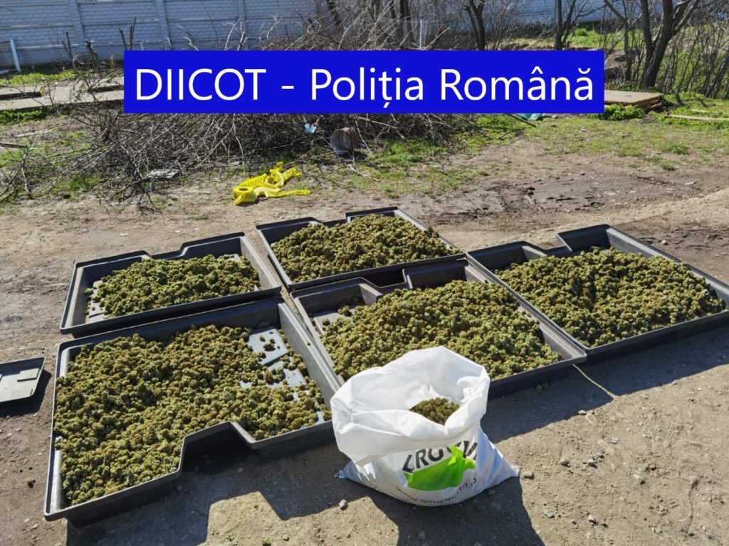 În arest pentru o cultură de canabis