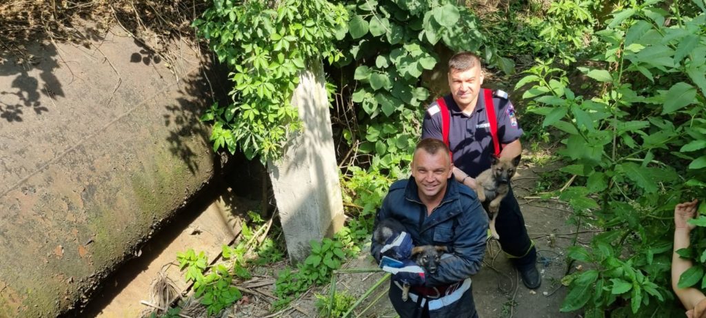 Dolj: Cățeluși, salvați prin apel la 112