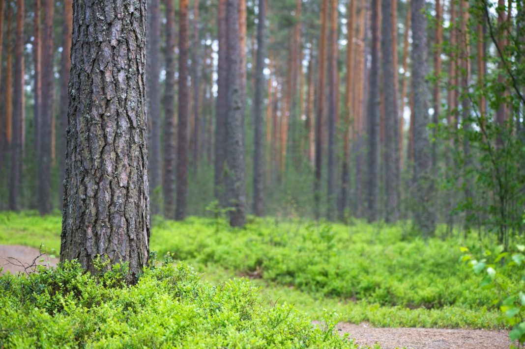Comisia Europeană vrea ca în UE să fie plantați 3 miliarde de copaci