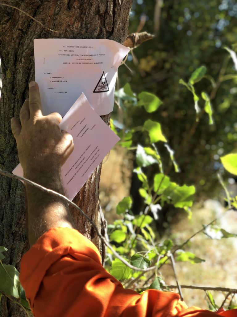 Începe a doua etapă de deratizare pe domeniul public al Craiovei din acest an