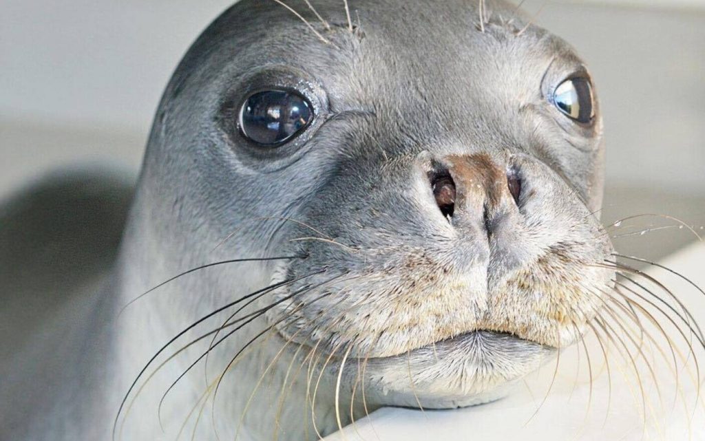 (VIDEO) Indignare după ce foca-mascotă Kostis a fost ucisă cu harponul în Grecia