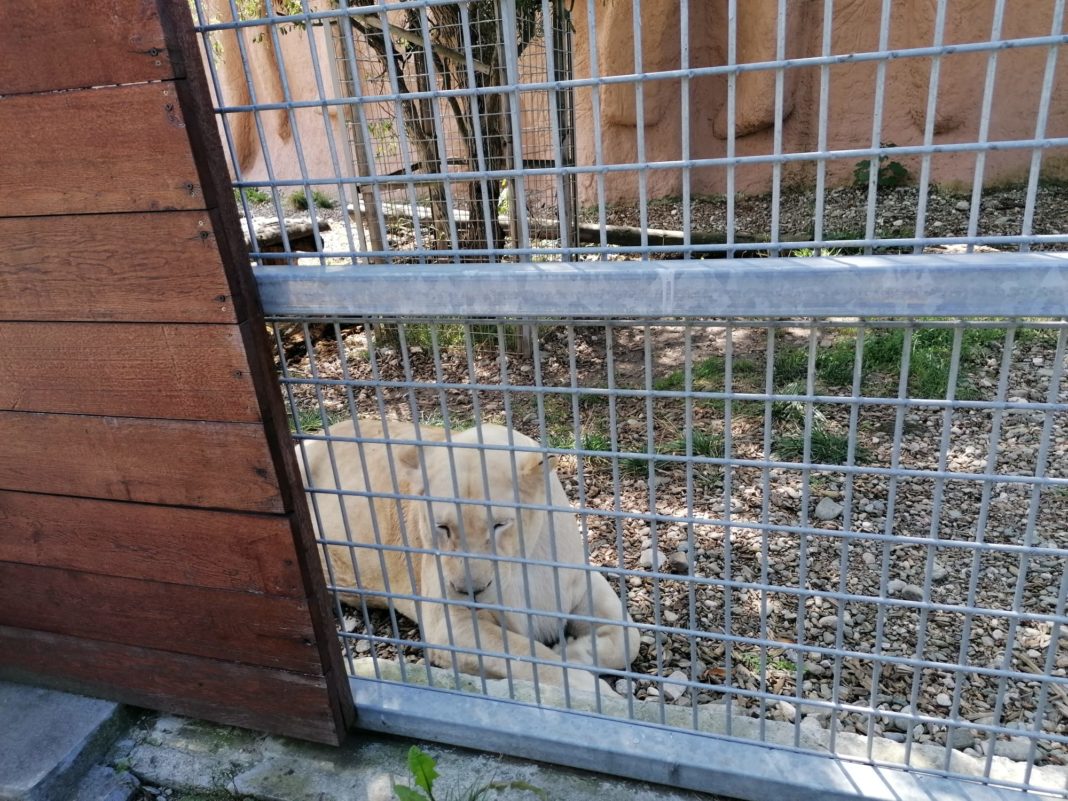 Grădina Zoologică din Braşov este foarte căutată în zilele cu caniculă