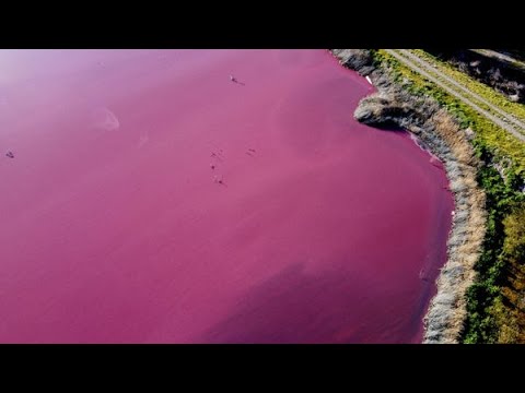 Cum a devenit un lac din Patagonia roz peste noapte